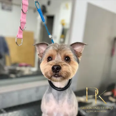 Grooming Studio Włocławek Patrycja Krawiec